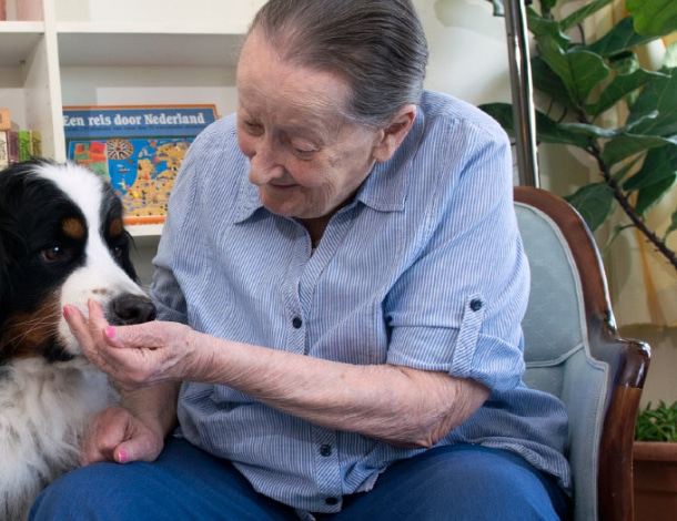 Berner Sennenhond (Pleun) als therapiehond op bezoek bij ouderen